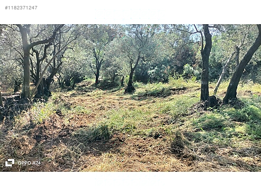 BURSA MUDANYA ÇEPNİ KÖYÜNDE 338 M²  ZEYTİNLİK SATILIKTIR - BURSA MUDANYA fotoğraf 7