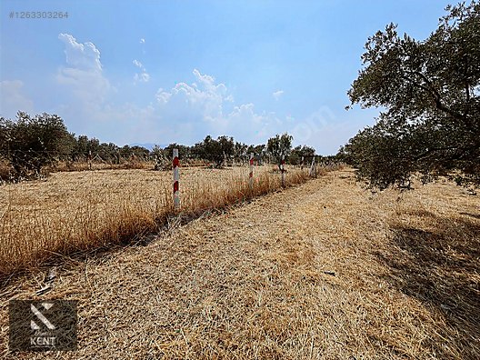 Kemalpaşa Bağyurdu Satılık 5650 m2 Bahçe - İZMİR KEMALPAŞA fotoğraf 12