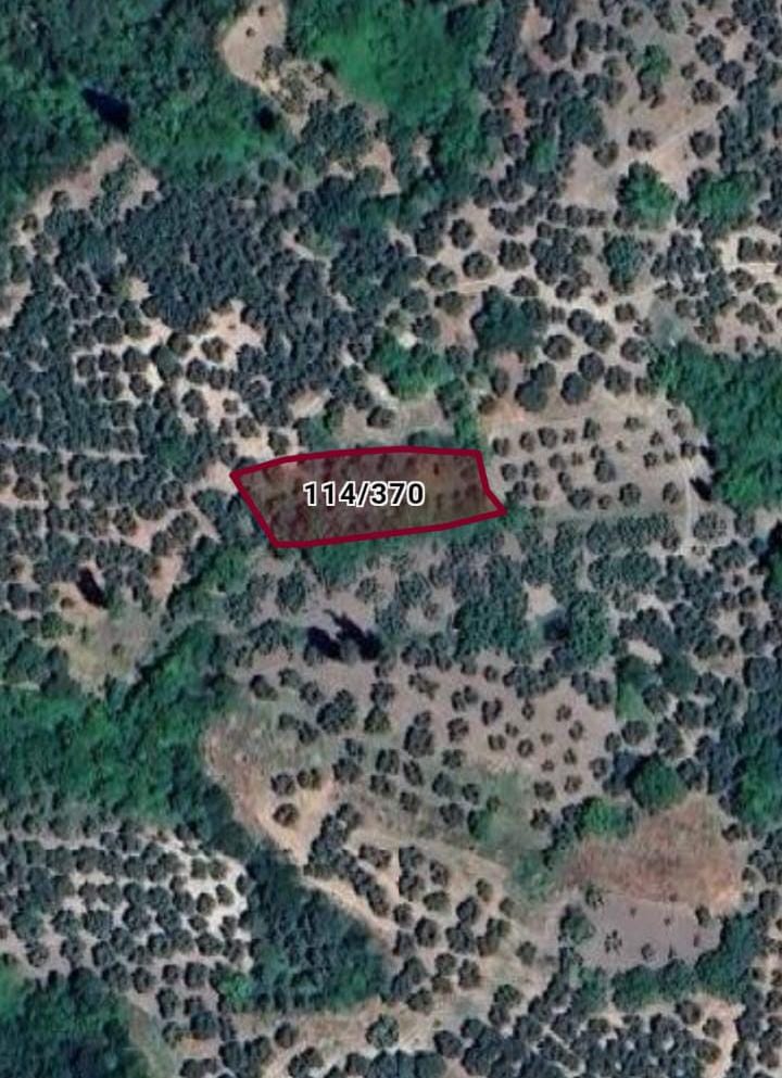 BURSA MUDANYA MİRZAOBA MAH. 852M² ZEYTİNLİK SATILIK - BURSA MUDANYA fotoğraf 5