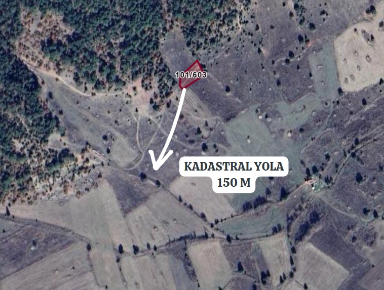 Fotoğraf