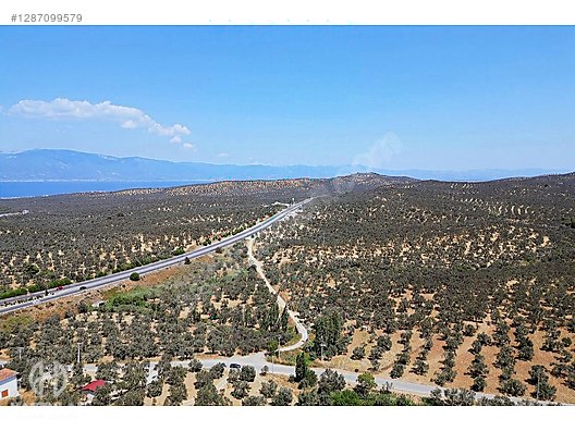 HAS EMLAK tan EGE nin İNCİSİ PELİTKÖY DE ZEYTİNLİK - BALIKESİR BURHANİYE fotoğraf 29