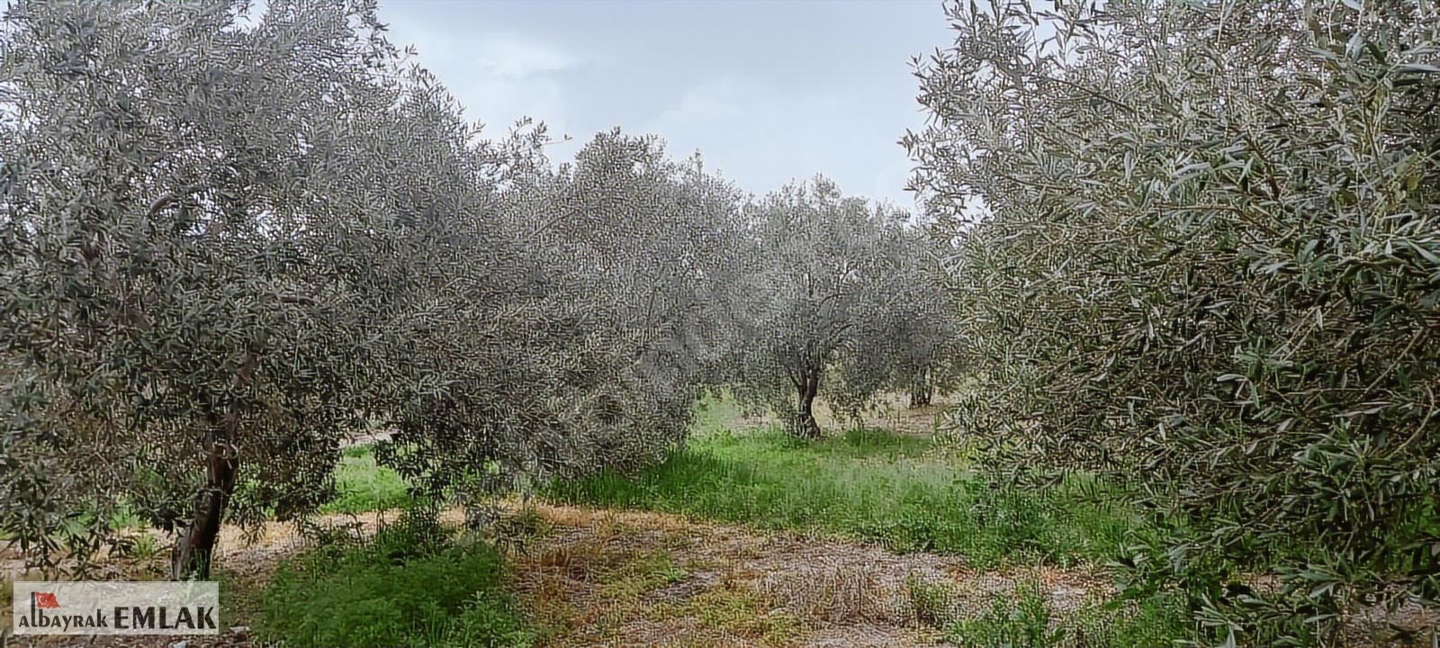 AKHİSAR RAHMİYE DE KÖYE YAKIN 3.DÖNÜM ZEYTİNLİK 1.500.000 TL - MANİSA AKHİSAR fotoğraf 6