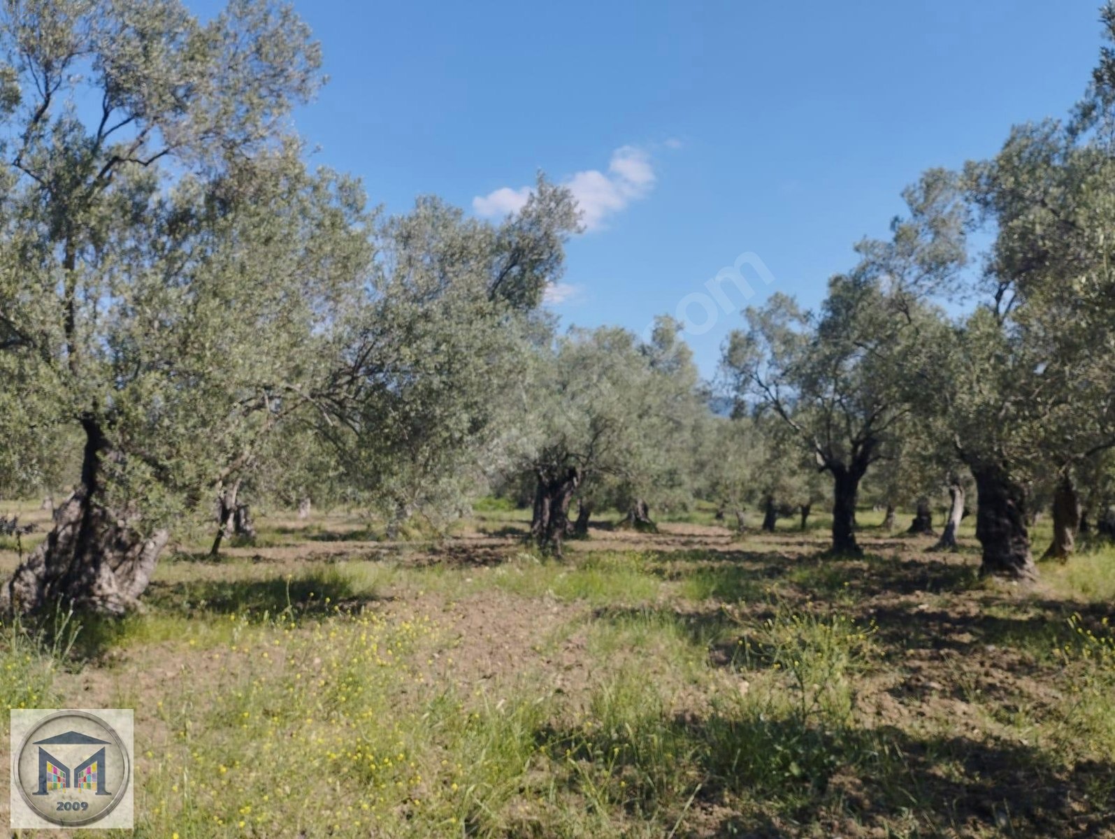 HAVRAN HAMAMBAŞI SATILIK 4.300 M2 ZEYTİNLİK - BALIKESİR HAVRAN fotoğraf 14