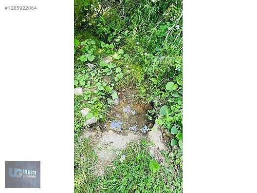4,5 DÖNÜM FINDIK TARLASI - BARTIN MERKEZ fotoğraf 5