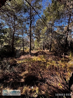 KAŞ GELEMİŞ ACİL SATILIK 2B TARLA... - ANTALYA KAŞ fotoğraf 3