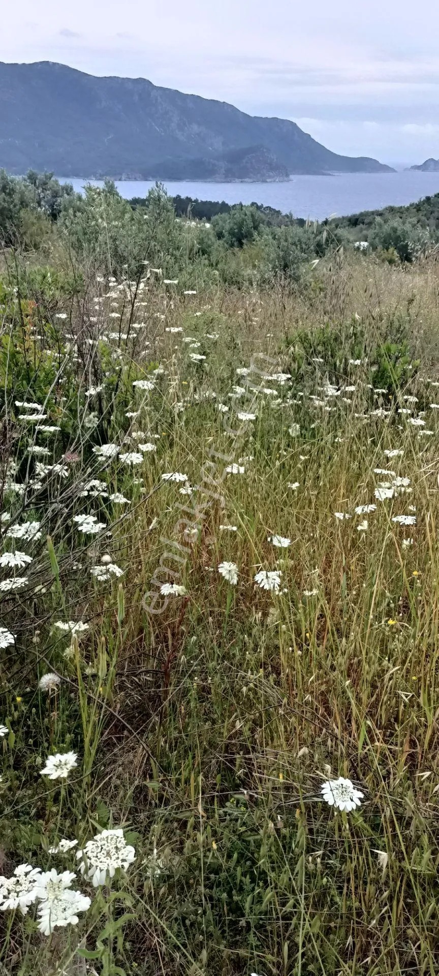 Kumluca Yenicepınar Da Deniz Manzaralı Satılık Arsa-tarla - ANTALYA KUMLUCA fotoğraf 14