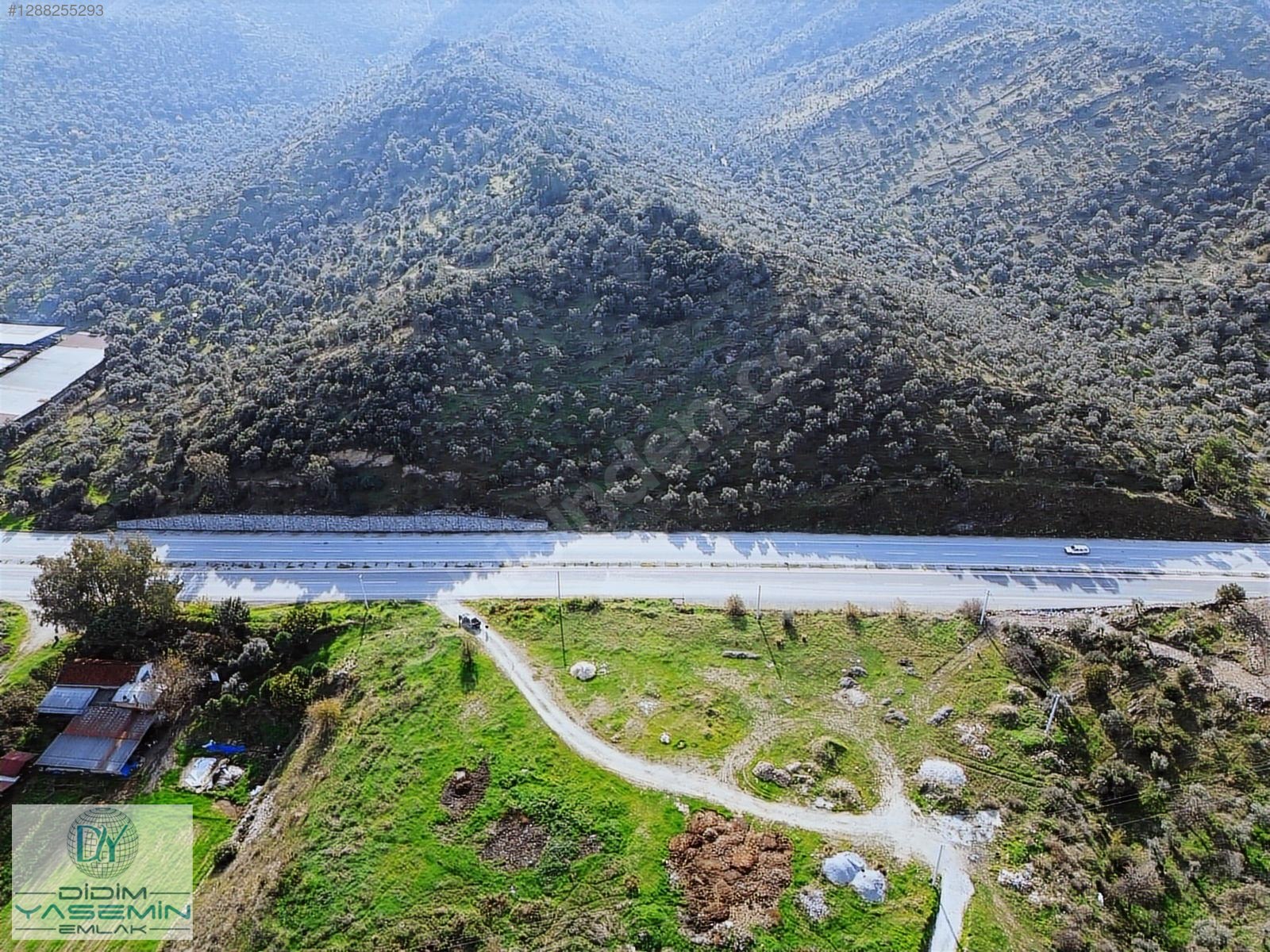 YOLA SIFIR SATILIK VERİMLİ ZEYTİNLİK - MUĞLA MİLAS fotoğraf 7