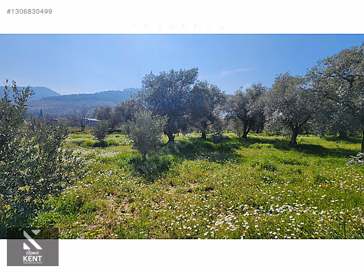 Kemalpaşa Ören Satılık Zeytinlik 1.230 m2 - İZMİR KEMALPAŞA fotoğraf 27