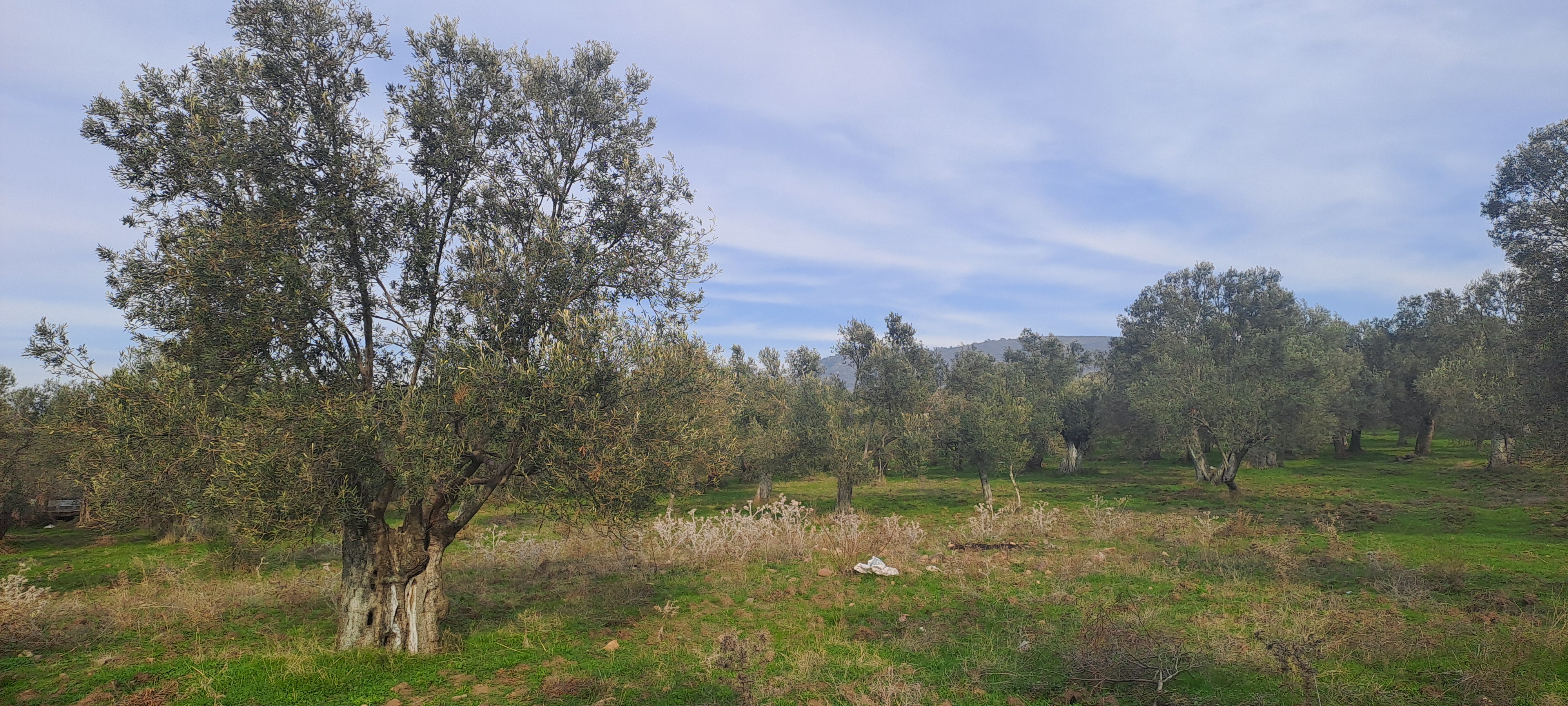 HAKANOĞLU GROUP'TAN MESCİT MAH.SATILIK ZEYTİNLİK - BALIKESİR HAVRAN fotoğraf 8