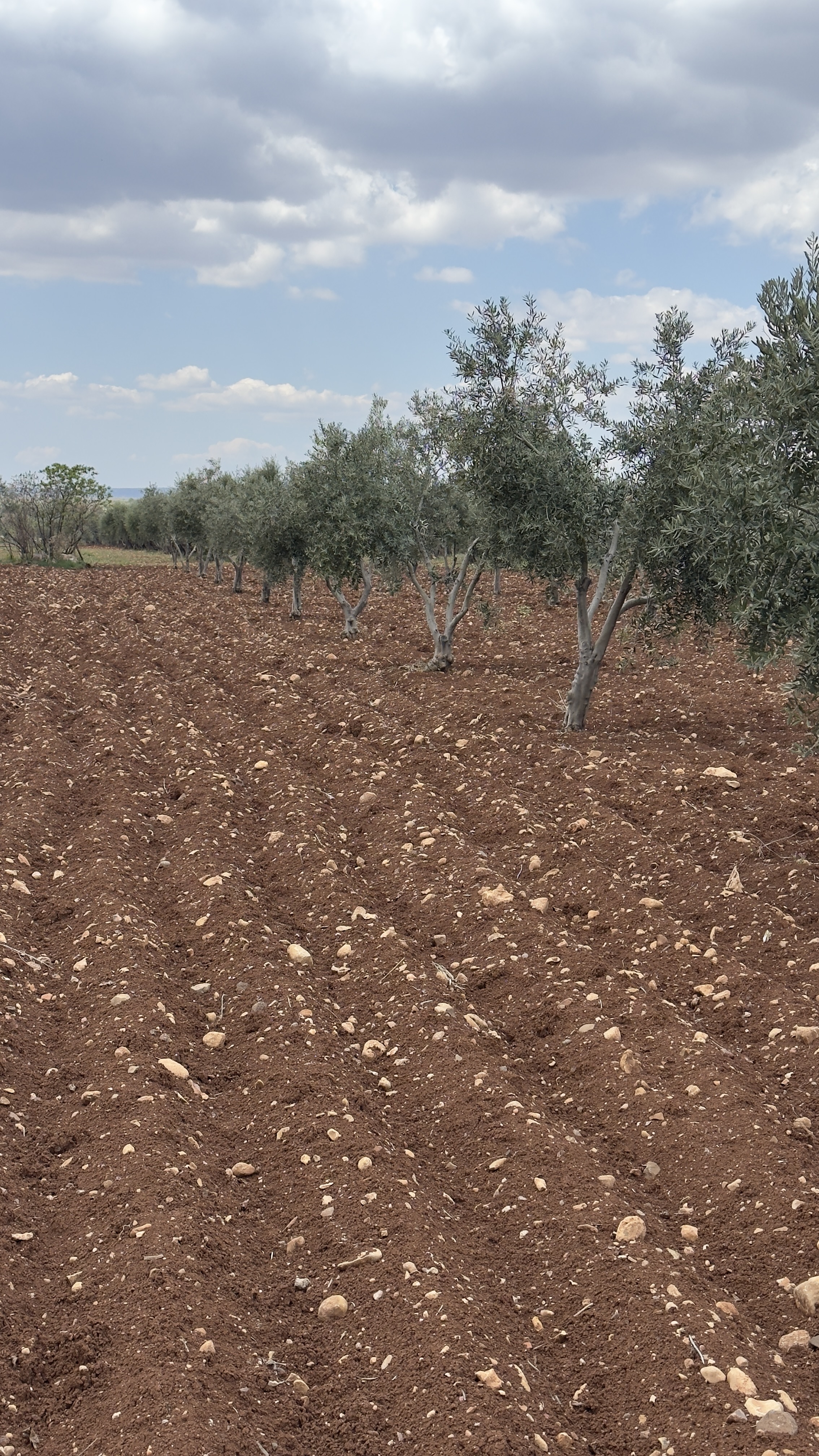 ÖZGÜRoğluEMLAK,tan SATILIK ZEYTİNLİK  - KİLİS MERKEZ fotoğraf 27