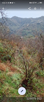 perşembe Boğazcık köyünde satılık imarlı 7128 m2 bahçe satılık - ORDU PERŞEMBE fotoğraf 4