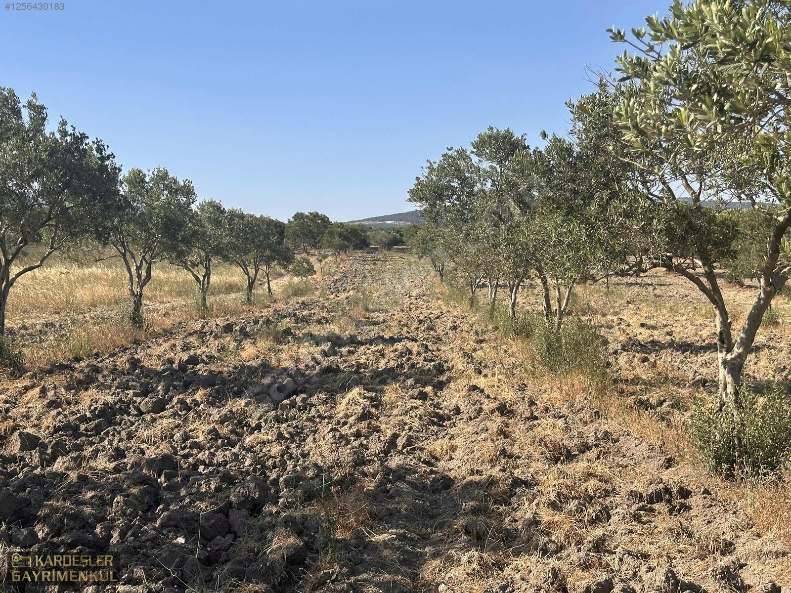 BALLICA DA SATILIK KÖYE 800 METRE MESAFEDEDİR TRILYE BAHÇESİ - MANİSA AKHİSAR fotoğraf 16