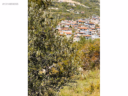 PANORAMİK MANZARALI YATIRIMLIK ZEYTİNLİK - HATAY YAYLADAĞI fotoğraf 3