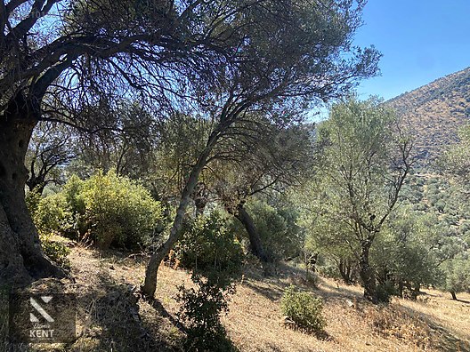 Bayındır Yusuflu Satılık 6050 m2 Zeytinlik Tek Tapu - İZMİR BAYINDIR fotoğraf 4
