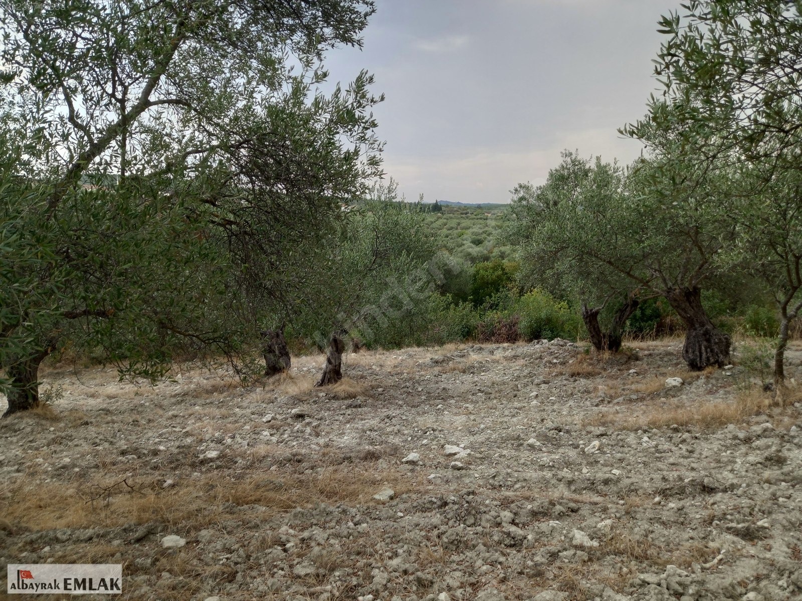 MANİSA SARUHANLI SARIÇAM DA SATILIK 3.500 M2 USLU ZEYTİNLİK - MANİSA SARUHANLI fotoğraf 8