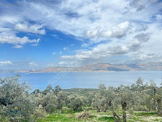 MUGLA MİLAS KARAHAYIT KOYUNDE ASFALTA SİFİR ZEYTİNLİK BAKİMLİ - MUĞLA MİLAS fotoğraf 10