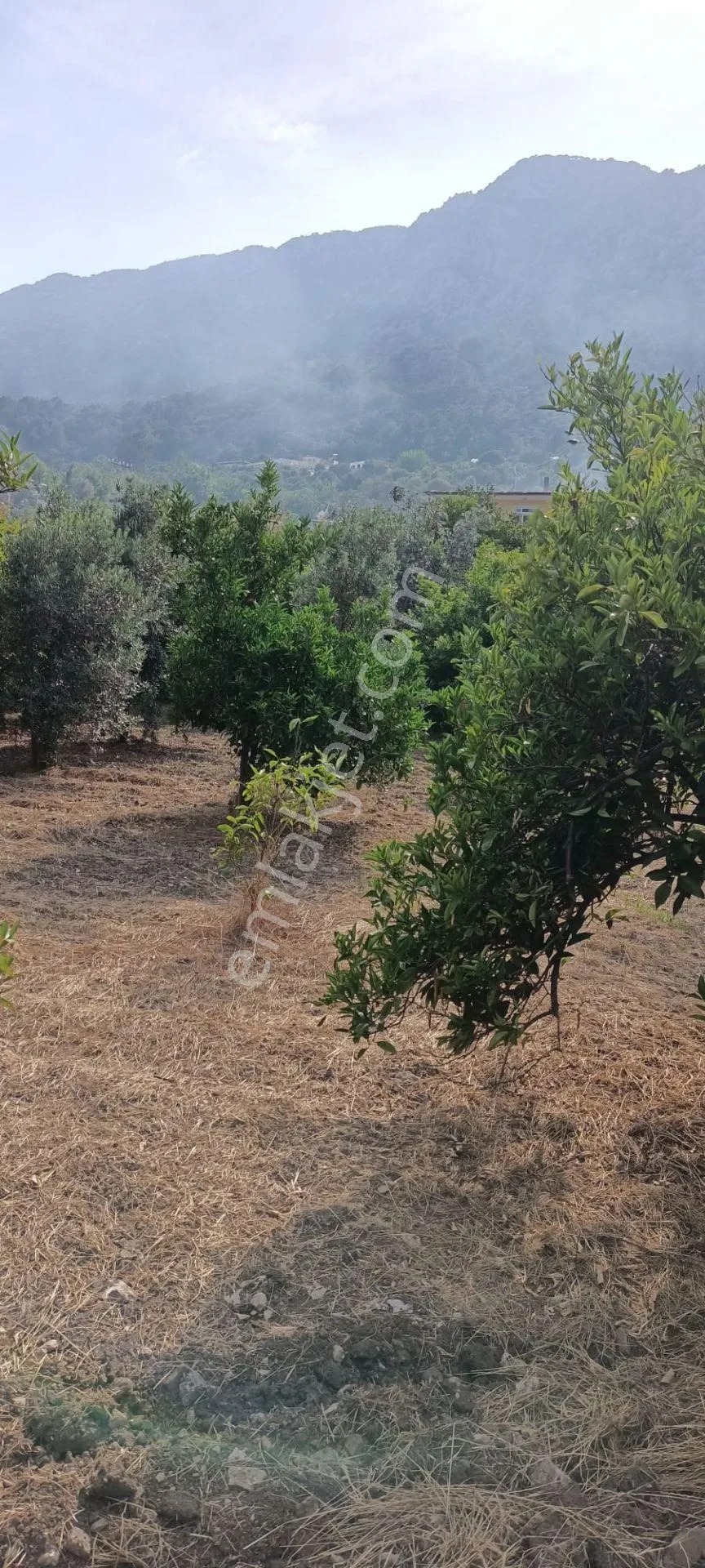 Kumluca Adrasanda Satılık Arsa-tarla( Dönüm Fiyatı) - ANTALYA KUMLUCA fotoğraf 19