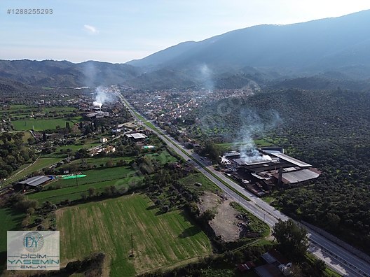 YOLA SIFIR SATILIK VERİMLİ ZEYTİNLİK - MUĞLA MİLAS fotoğraf 2