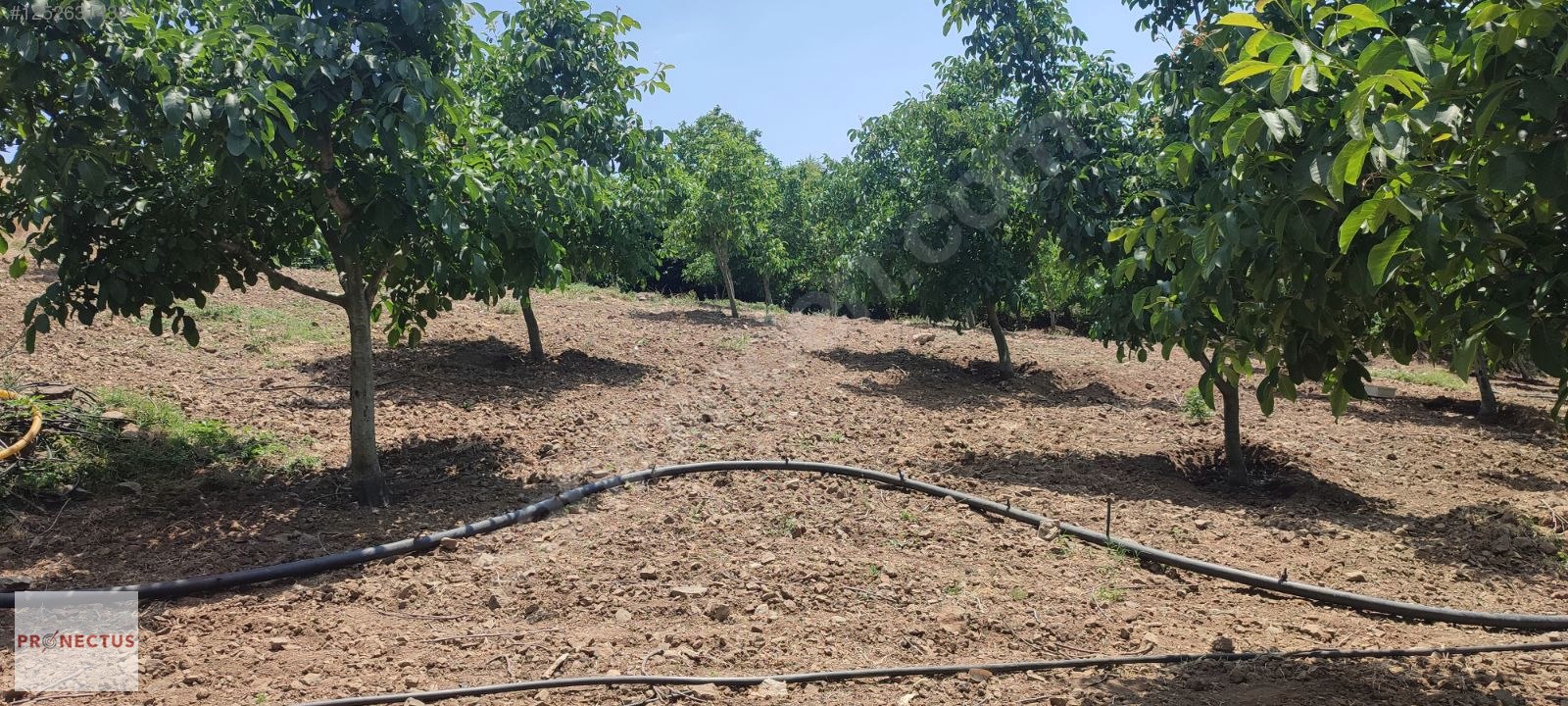 FULACIK MAHALLESİ'NDE KÖY İÇERİSİNDE 6229 M2 SATILIK ARSA - KOCAELİ KARAMÜRSEL fotoğraf 5