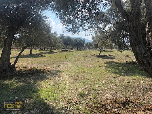 Bodrum Has Yapı Gayrimenkul'den Satılık Tarla - MUĞLA BODRUM fotoğraf 3