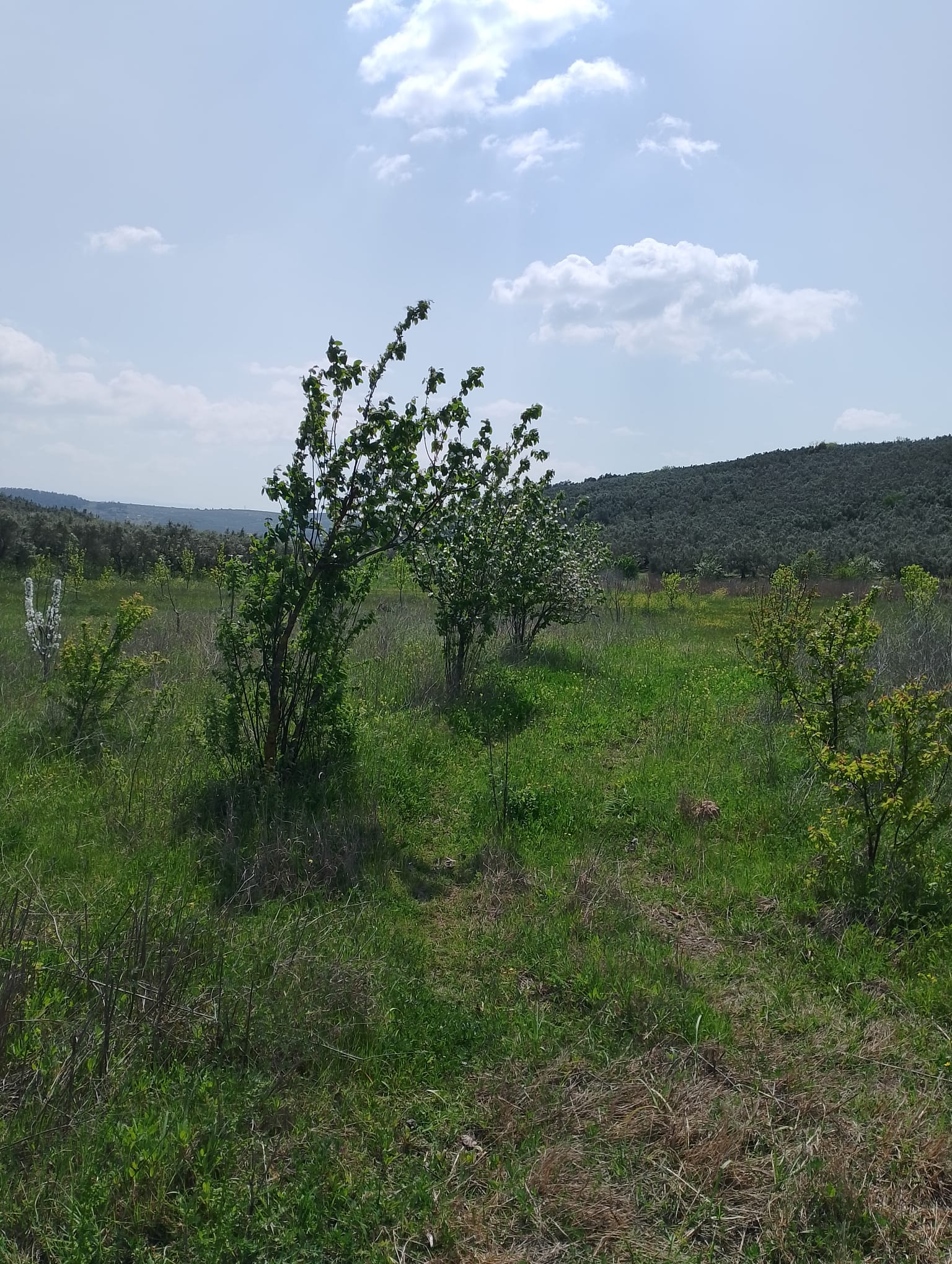 BURSA GEMLİK UMURBEY SATILIK TARLA 2114m² - BURSA GEMLİK fotoğraf 11