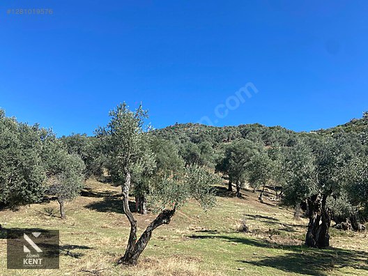 Bayındır Yusuflu Satılık 6050 m2 Zeytinlik Tek Tapu - İZMİR BAYINDIR fotoğraf 40
