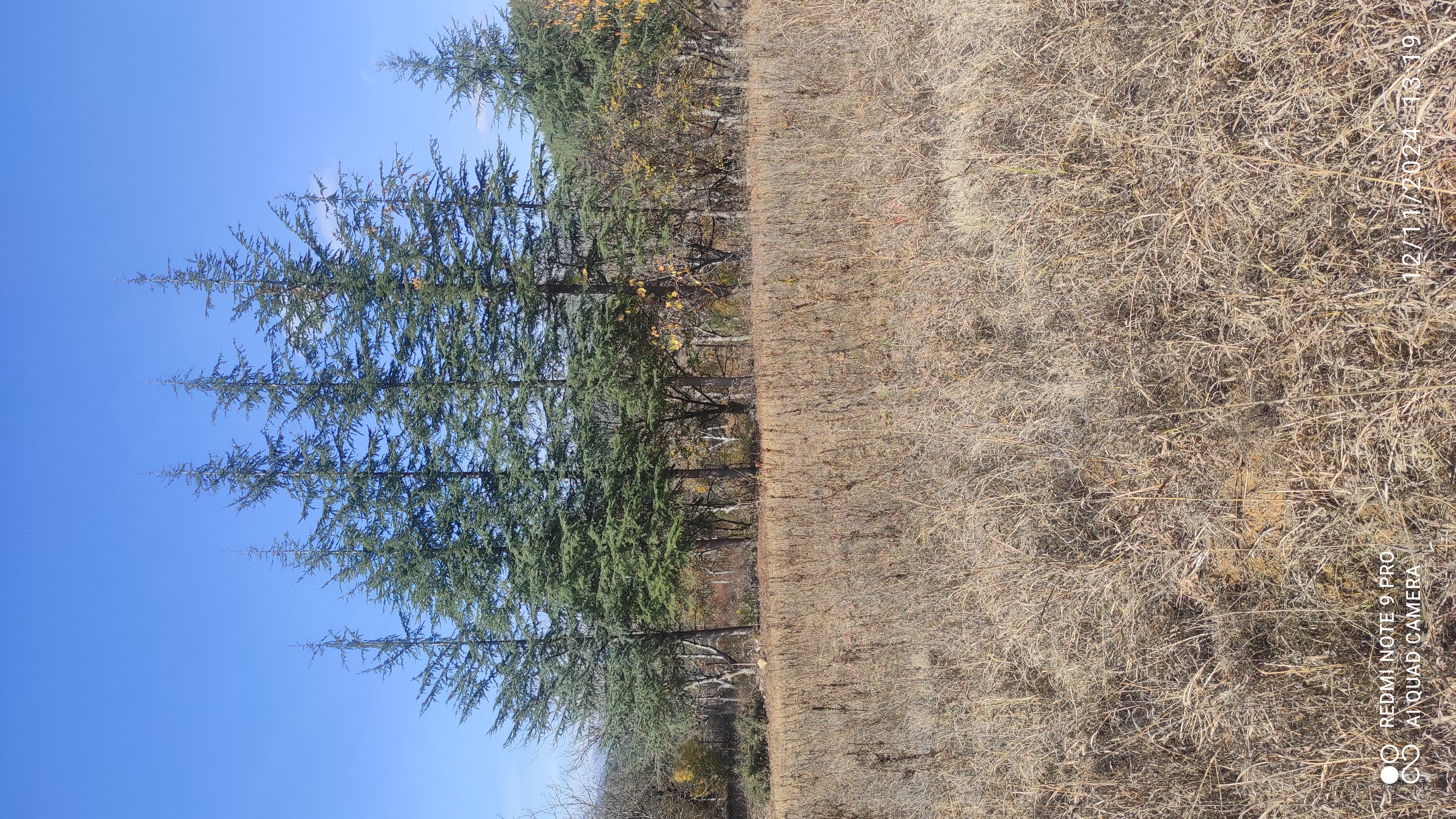 BURDUR BUCAKTA 2742.M2 SUYU VE ELEKTRİĞİ BULUNAN MEYVE BAHÇESİ  - BURDUR BUCAK fotoğraf 10