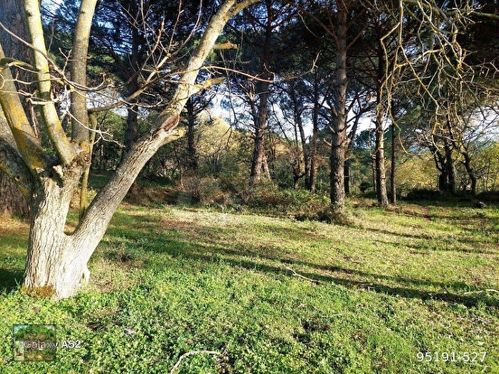 BERGAMA KOZAK YAYLASI YUKARIBEY MAH DE 2700 M2 FISTIKLIK - İZMİR BERGAMA fotoğraf 8