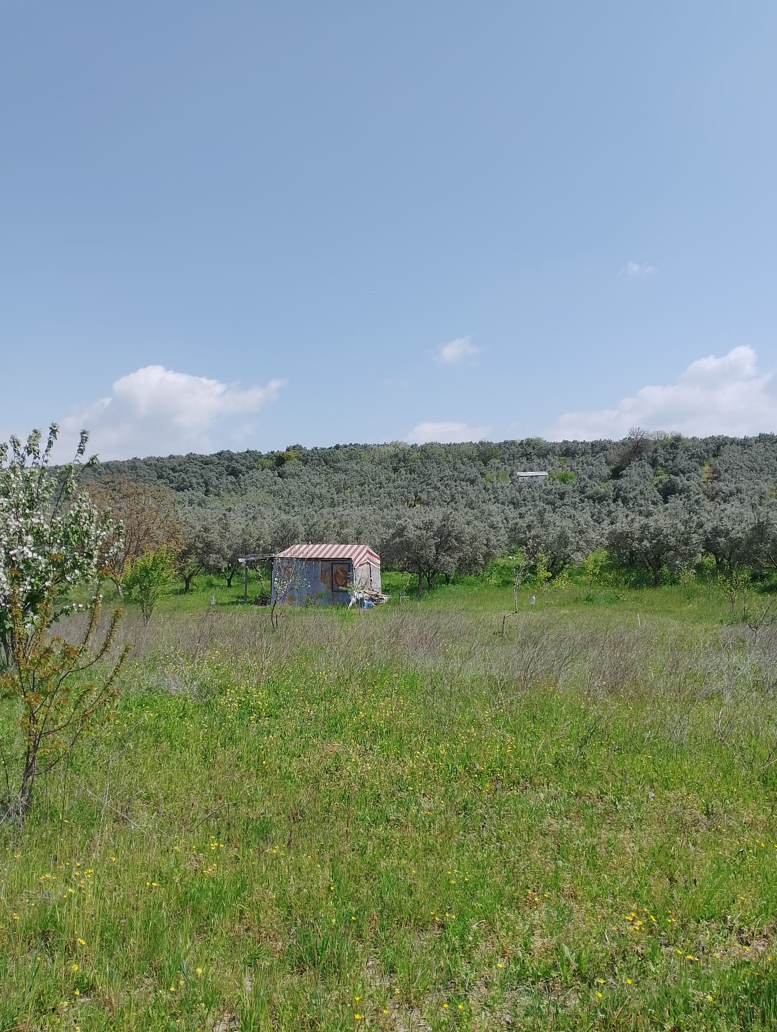 BURSA GEMLİK UMURBEY SATILIK TARLA 2114m² - BURSA GEMLİK fotoğraf 12