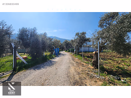 Kemalpaşa Ören Satılık Zeytinlik 1.230 m2 - İZMİR KEMALPAŞA fotoğraf 20