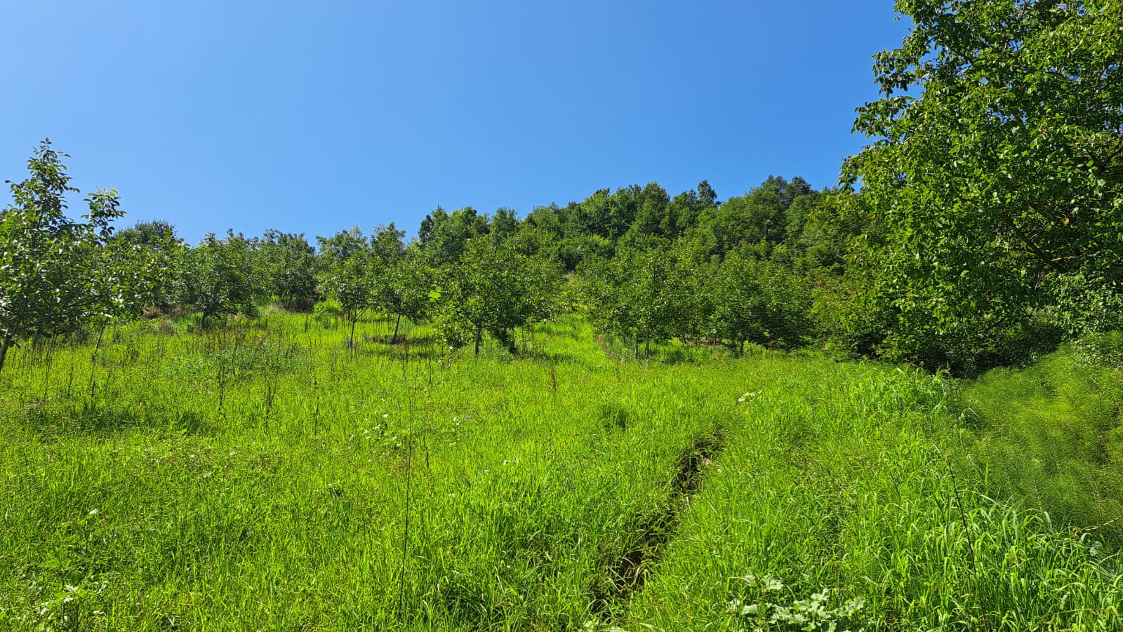 8400 M2 12 YAŞINDA CEVİZ BAHÇESİ - YALOVA ALTINOVA fotoğraf 23