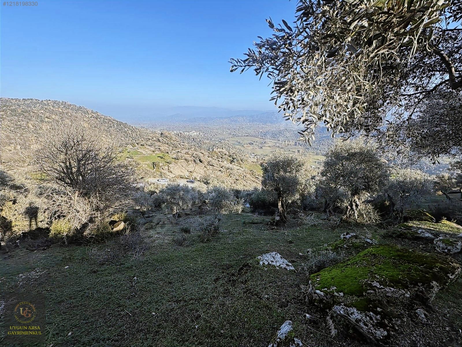 AYDIN KARPUZLU MERKEZ'DE 21.050 M2 ANA YOLA CEPHE ZEYTİNLİK - AYDIN KARPUZLU fotoğraf 7