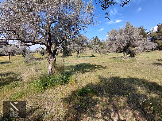 Kemalpaşa Dereköy'de Satılık 4850 m2 Bahçe - İZMİR KEMALPAŞA fotoğraf 48