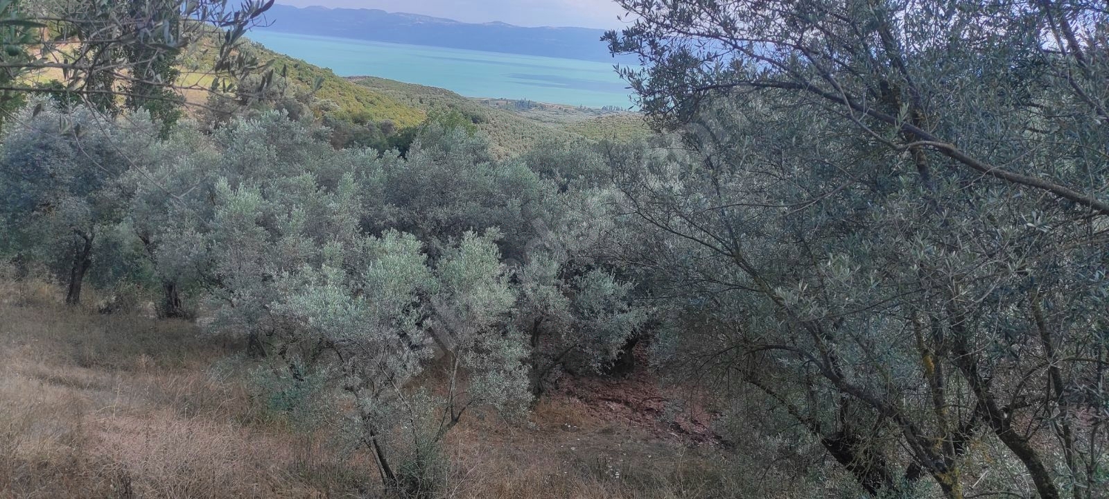 BURSA İZNİK MAHMUDİYE MAHALLESİ'NDE 774 M²  BAĞIMIZ SATILIKTIR - BURSA İZNİK fotoğraf 9