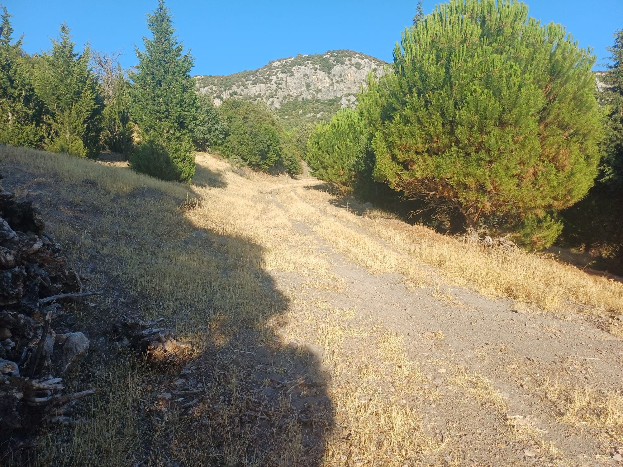 MANİSA AKHİSAR DOĞANKAYA   KÖYÜNDE  3.700 M²  TARLA  SATILIKTIR - MANİSA AKHİSAR fotoğraf 4