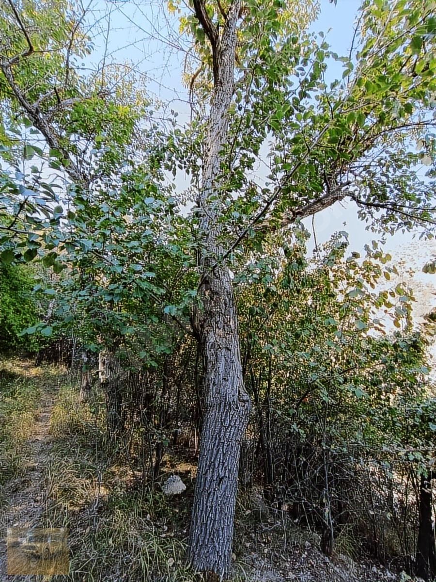 Kemer belenlide kòyiçi arsa bahçe suyu sınırsız sulama - BURDUR KEMER fotoğraf 4
