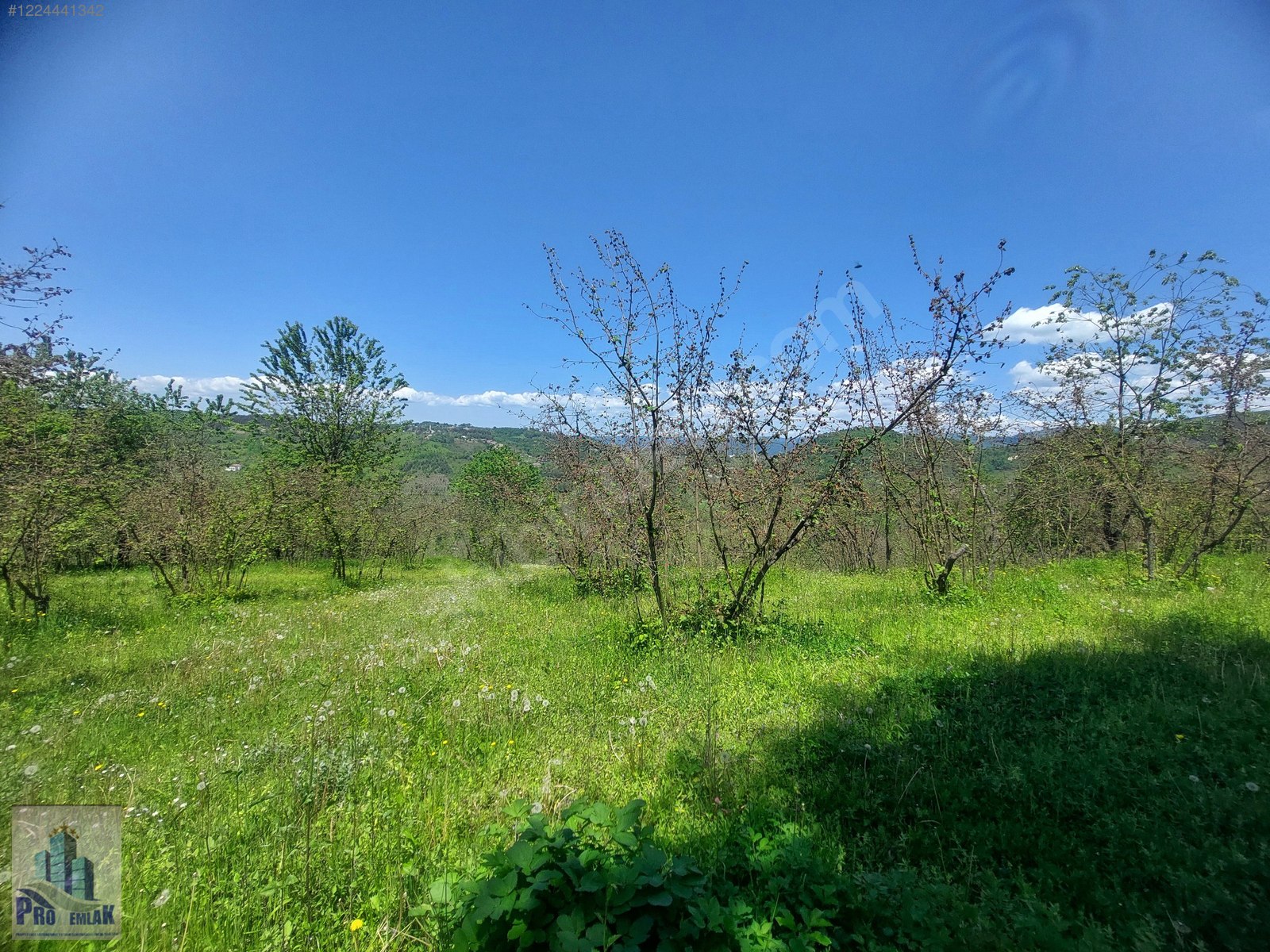 DÜZCE KAYNAŞLI BIÇKIYANI KONUT YAPILABİLİR 5009 M2 FINDIKLIK - DÜZCE KAYNAŞLI fotoğraf 7