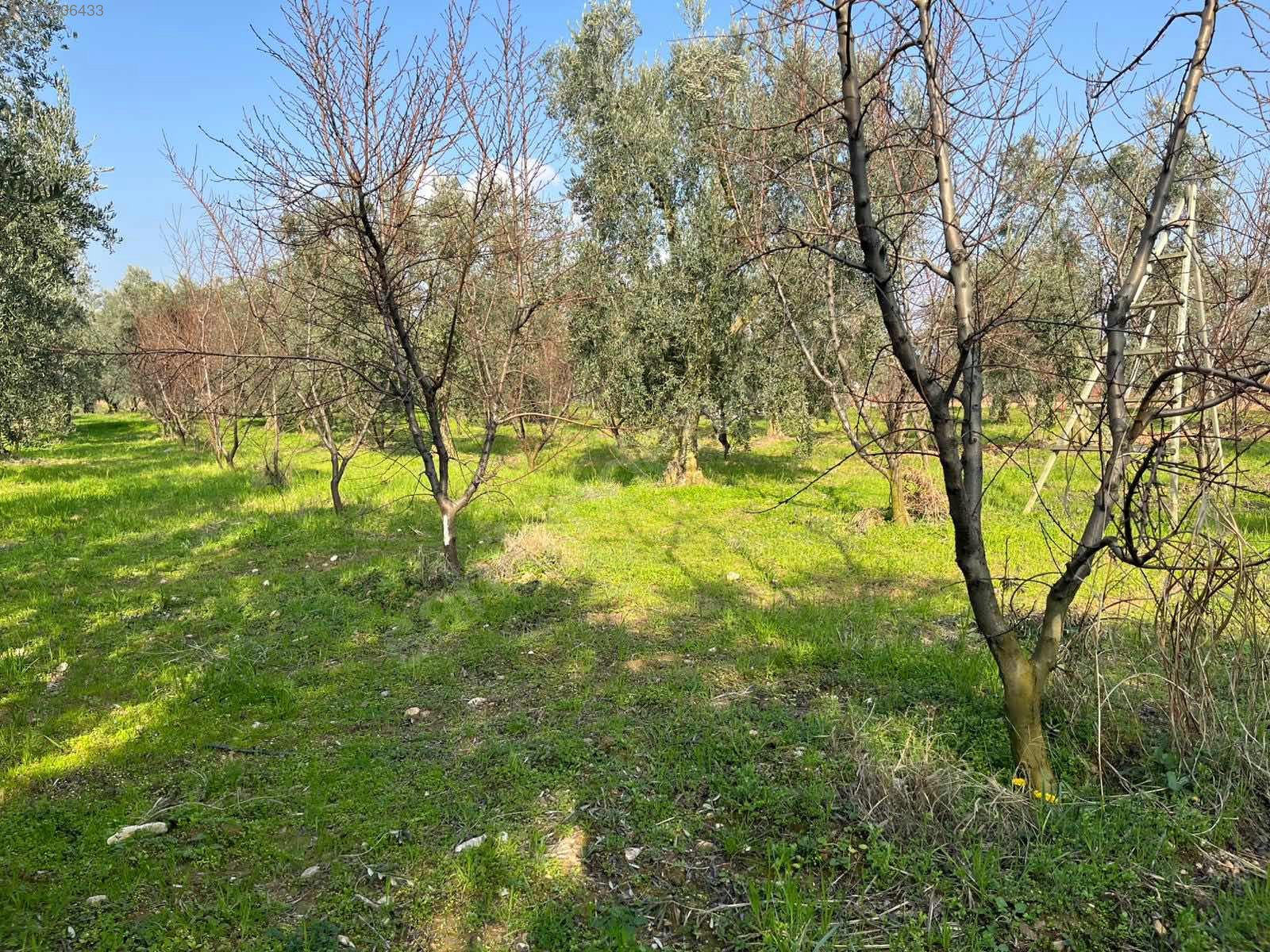 BURSA İZNİK ÖMERLİ MAHALLESİ'NDE  9.656 M² TARLAMIZ SATILIKTIR - BURSA İZNİK fotoğraf 14