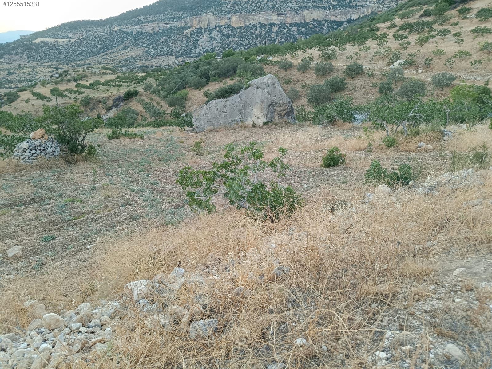    MERSİN MUT GEÇİMLİ KÖYÜ 6,866M² BAĞIMIZ SATILIKTIR.   - MERSİN MUT fotoğraf 15