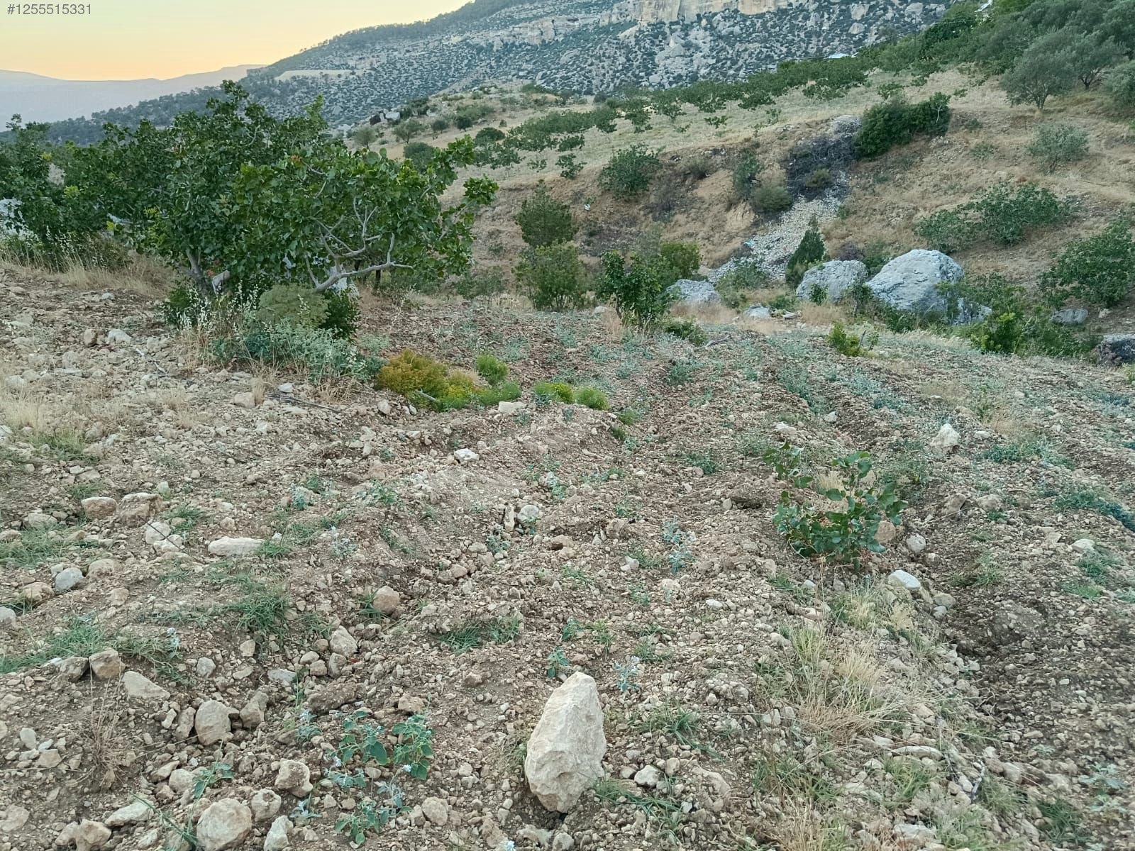    MERSİN MUT GEÇİMLİ KÖYÜ 6,866M² BAĞIMIZ SATILIKTIR.   - MERSİN MUT fotoğraf 9