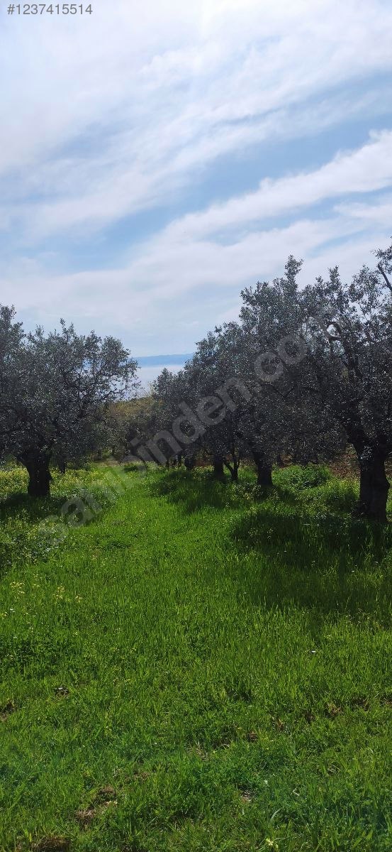 MÜSTAKİL PARSEL SAHİBİNDEN ZEYTİNLİK DENİZ MANZARALI - BURSA GEMLİK fotoğraf 12