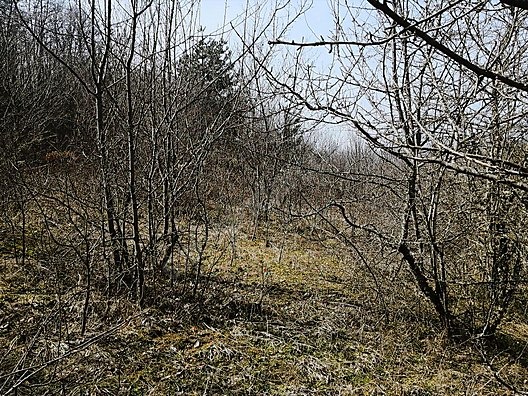 TAŞKESTİ EMLAKTAN TAŞKESTİ MERKEZDE 4381 M2 TARLA - BOLU MUDURNU fotoğraf 3