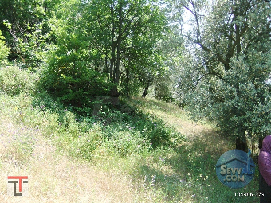 TEZCAN GAYRİMENKUL'DEN SAKARYA/GEYVE/DOĞANTEPE KÖYÜNDE ZEYTİNLİK. - SAKARYA GEYVE fotoğraf 5