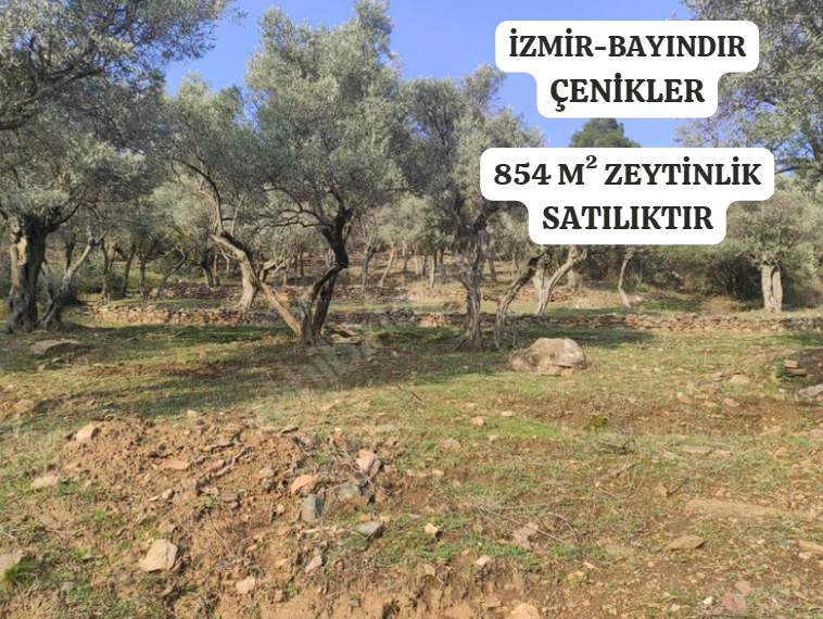İZMİR BAYINDIR ÇENİKLER KÖYÜNDE 854 M² ZEYTİNLİK  SATILIKTIR - İZMİR BAYINDIR fotoğraf 2