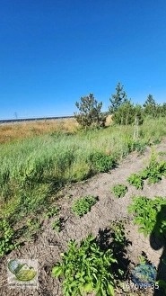 🚨 KÜTAHYA'DA ANAYOLA CEPHELİ 6.152 M² VERİMLİ TARLA 🚨 - KÜTAHYA MERKEZ fotoğraf 32