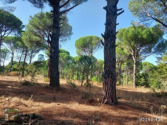 BERGAMA KOZAK KARAVELİLER MAH DE 2100 M2 FISTIKLIK - İZMİR BERGAMA fotoğraf 4