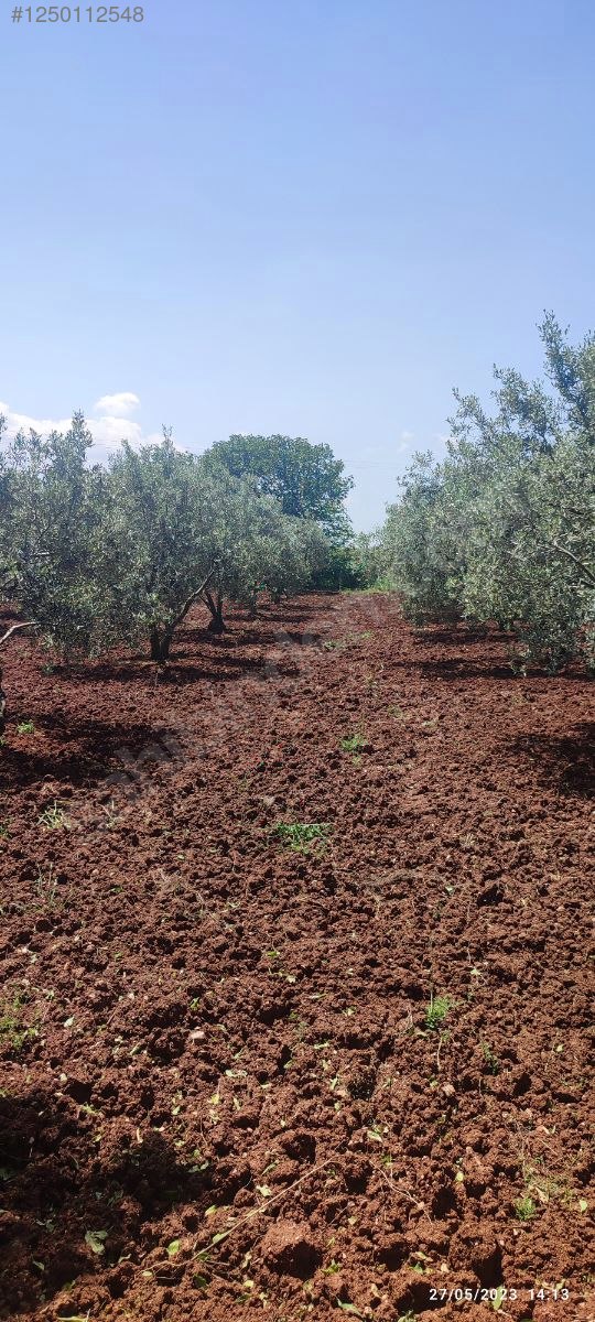 BURSA KARACABEY KARASU KÖYÜNDE 6.100  M² BAĞ SATILIKTIR - BURSA KARACABEY fotoğraf 10