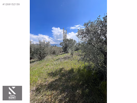 Kemalpaşa Aşağıkızılca Satılık 615 m2 Zeytinlik - İZMİR KEMALPAŞA fotoğraf 22