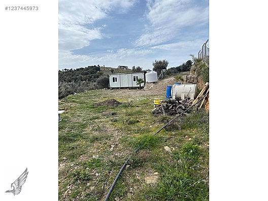 Seferihisar Ulamış Köyü Satılık 1.700M2 Zeytinlik Ve Konteyner - İZMİR SEFERİHİSAR fotoğraf 4