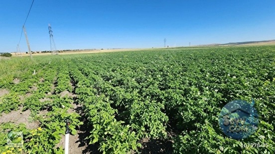 🚨 KÜTAHYA'DA ANAYOLA CEPHELİ 6.152 M² VERİMLİ TARLA 🚨 - KÜTAHYA MERKEZ fotoğraf 24